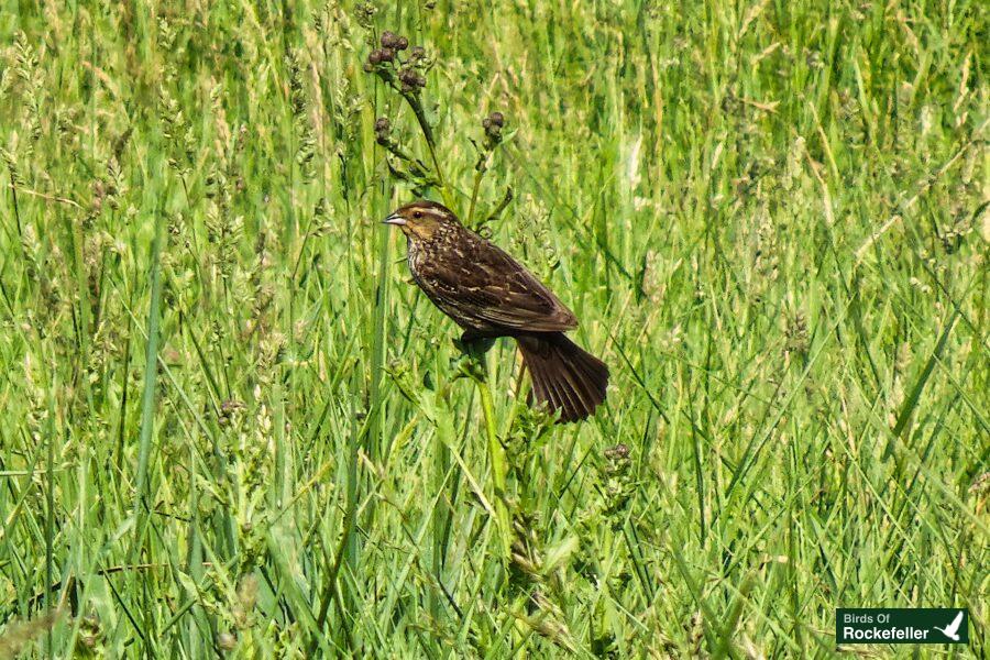 A bird perched on top of tall grass.