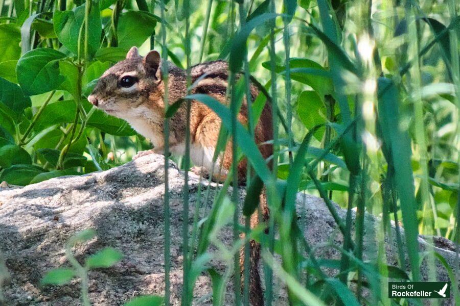 A chipmunk sitting on a rock in the grass.