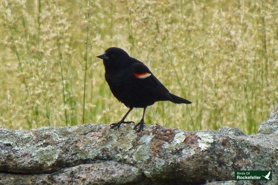 A black bird perched on a rock in a grassy field.