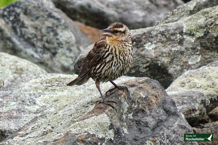 A bird is standing on a rock.