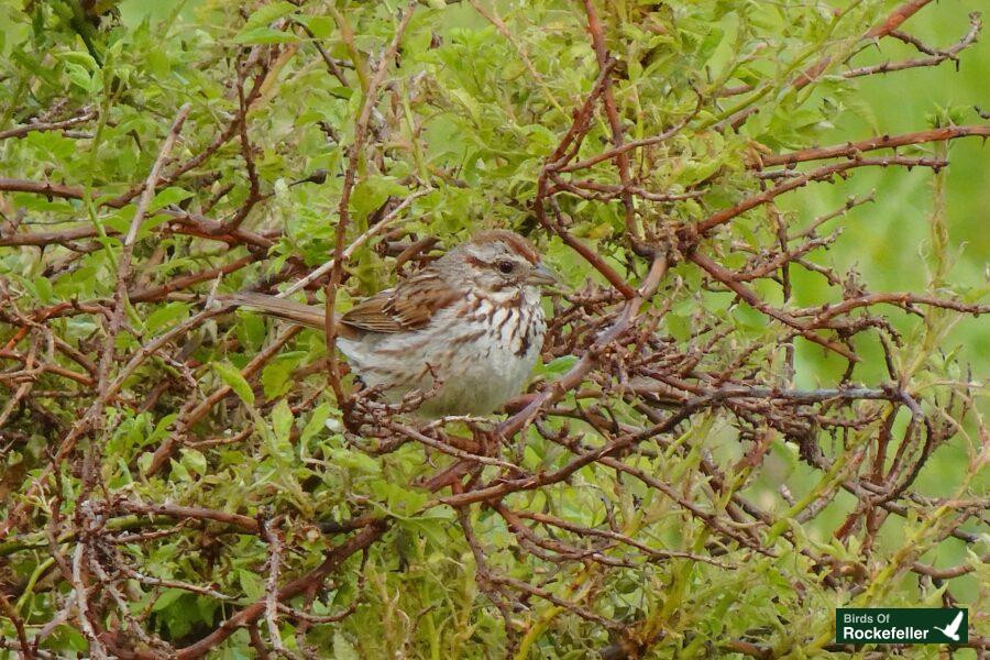 A small brown bird perched on top of a bush.