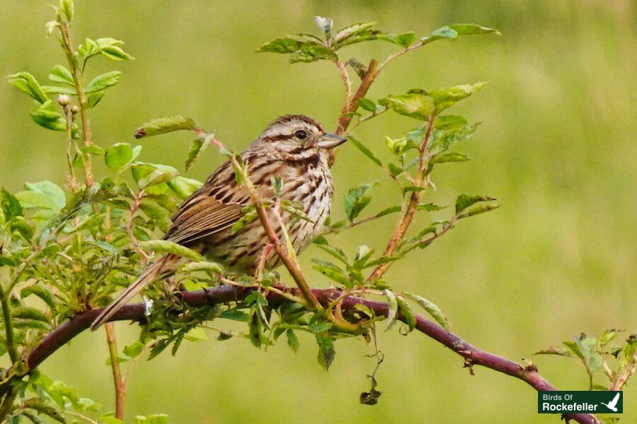 A small brown bird perched on a branch.