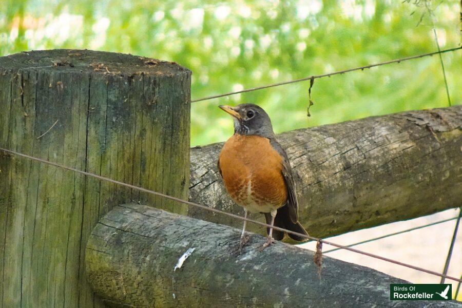 A robin perched on a fence post.