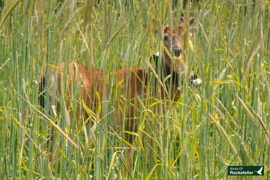 A deer is standing in tall grass.