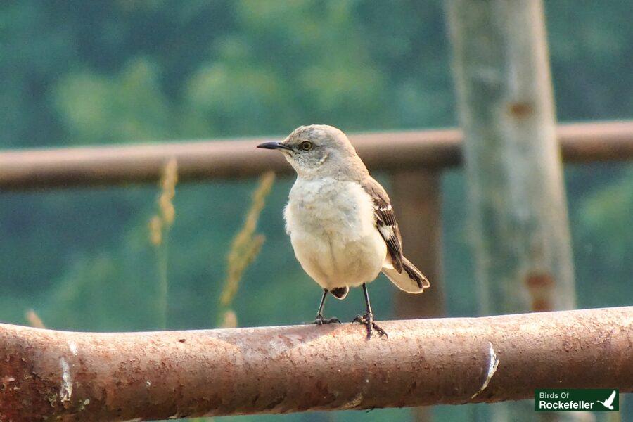 A bird perched on a metal railing.