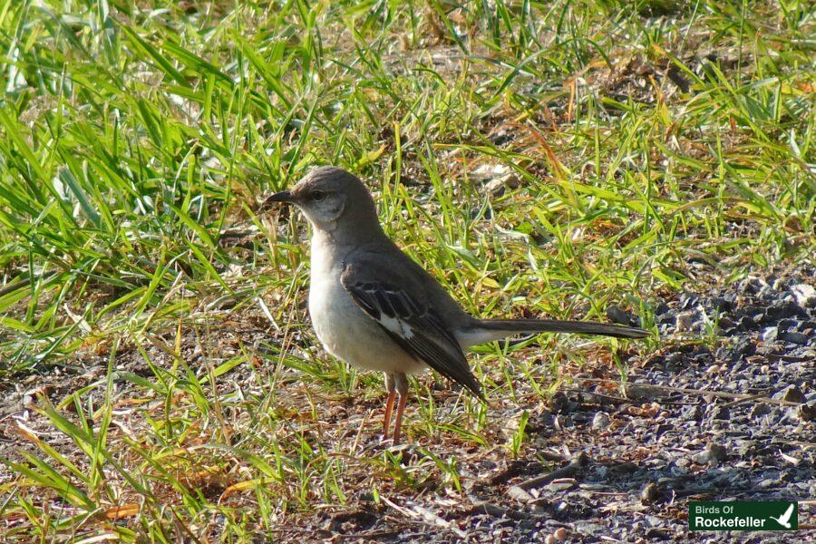 A bird standing on the ground.