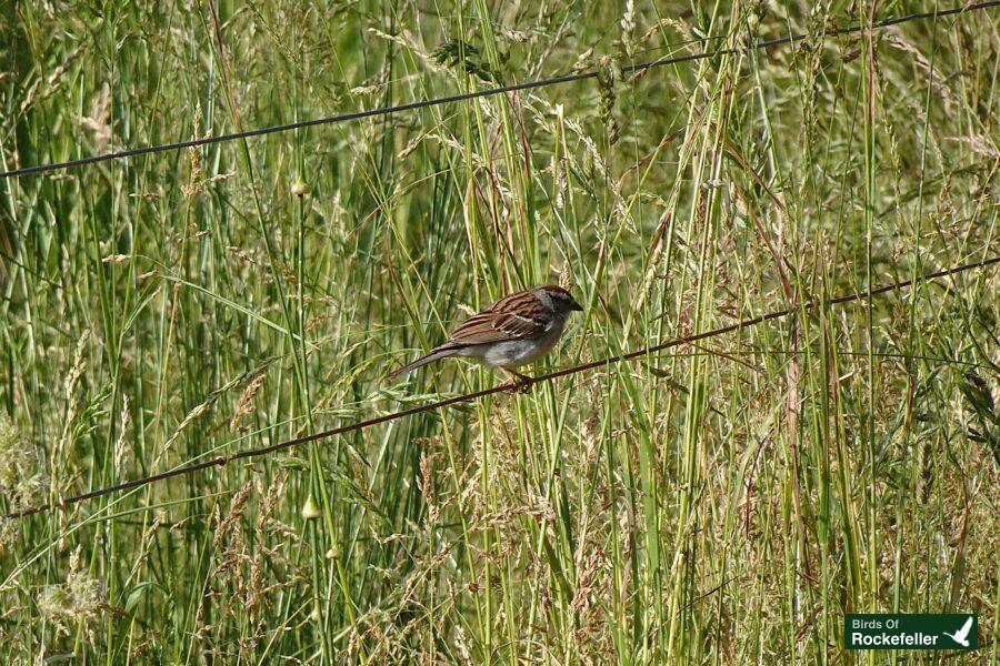 A bird perched on a wire.