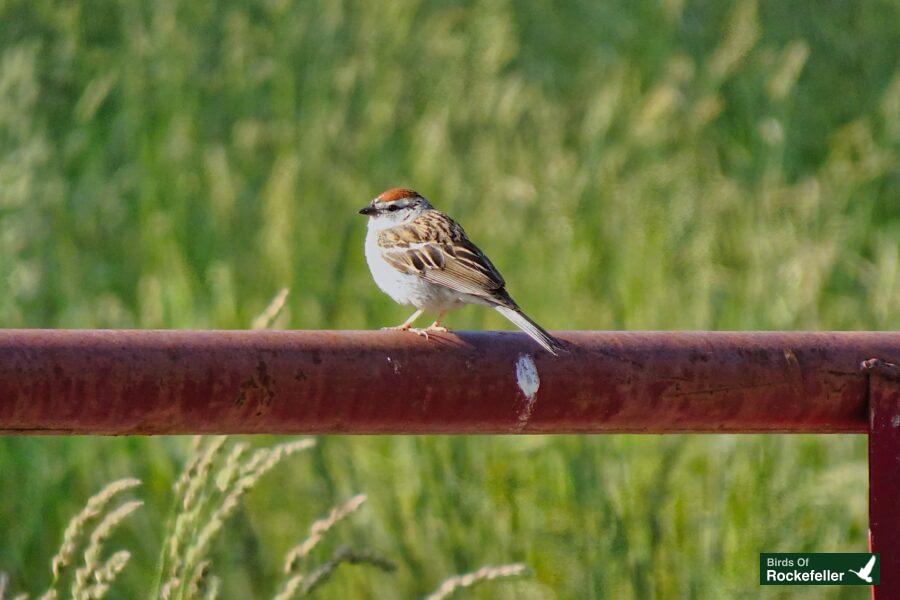 A small bird perched on a metal railing in a grassy field.