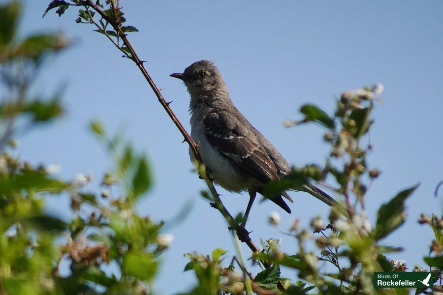 A bird perched on top of a bush.