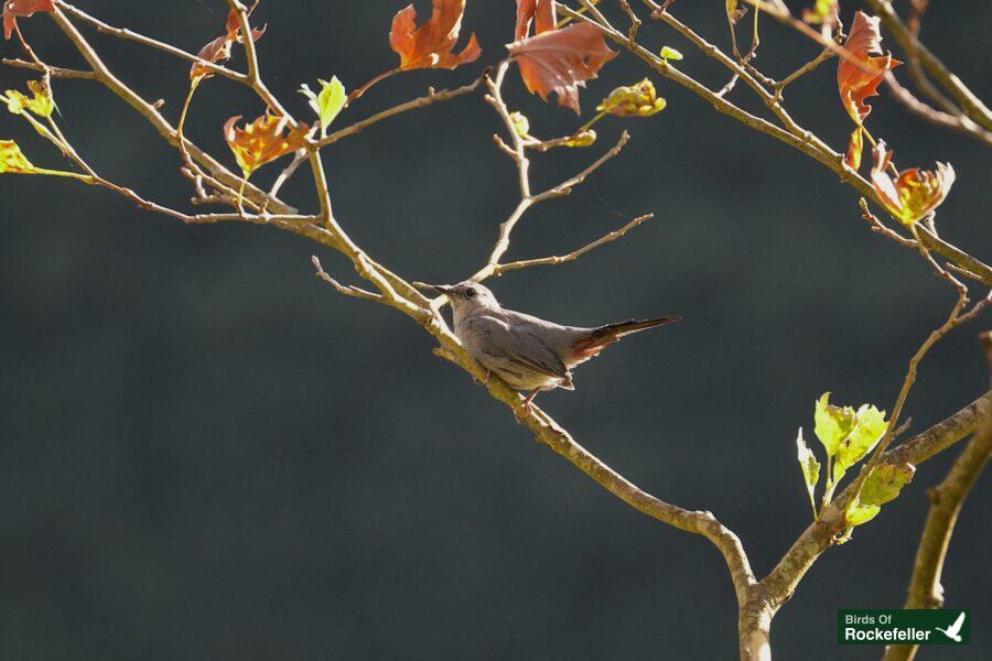 A small bird is sitting on a tree branch.