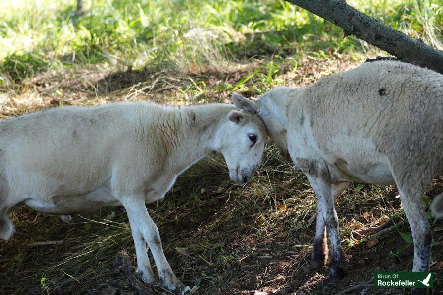 Two sheep standing next to each other in a wooded area.