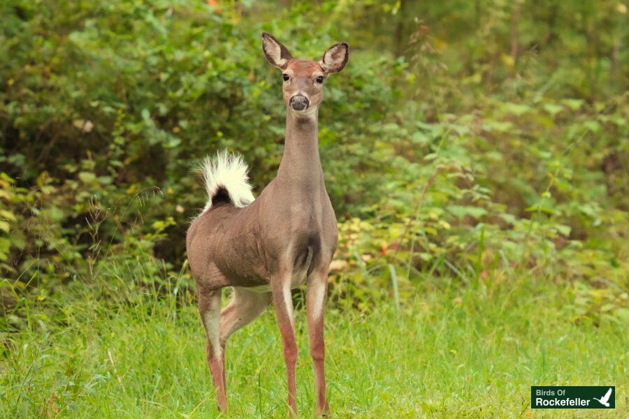 A deer standing in a grassy area.