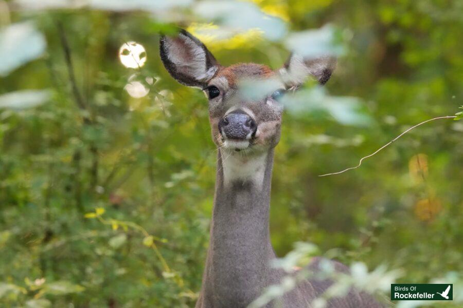 A deer in the woods looking at the camera.