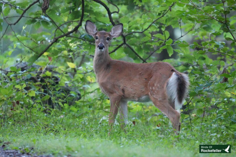 A deer standing in the grass near some trees.