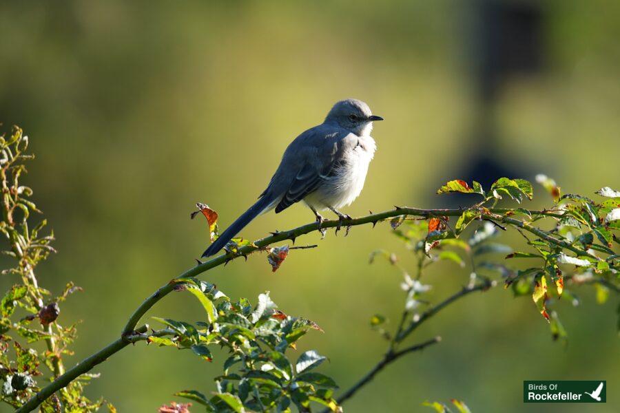 A bird perched on a branch.