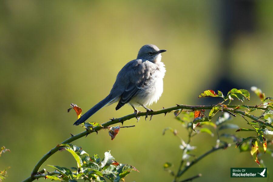 A bird is sitting on a branch.