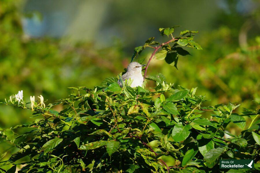 A bird perched on top of a bush.