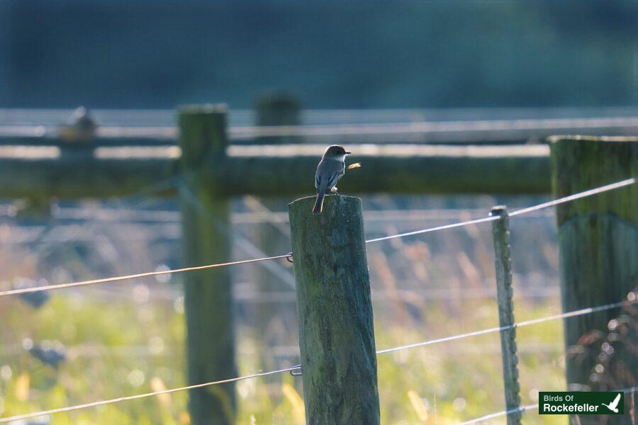 A small bird perched on a fence post.