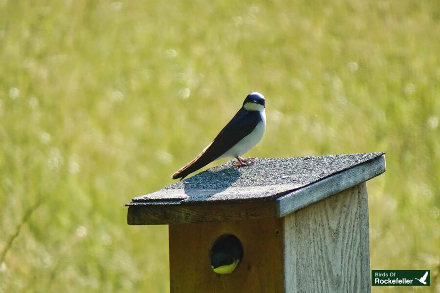 A bird perched on top of a bird house.