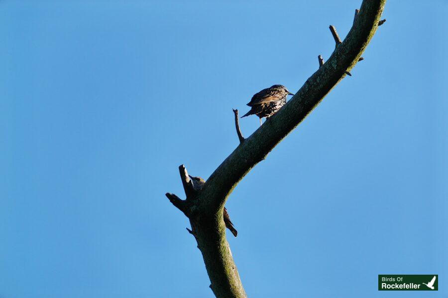 A bird perched on a branch.