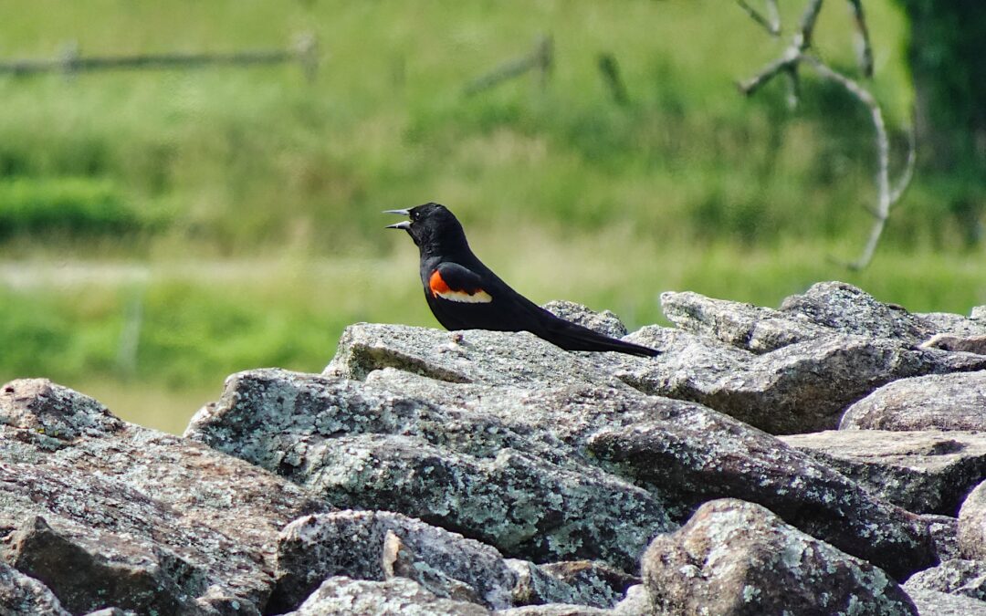 Red-Winged Blackbird – Rockefeller State Park Preserve