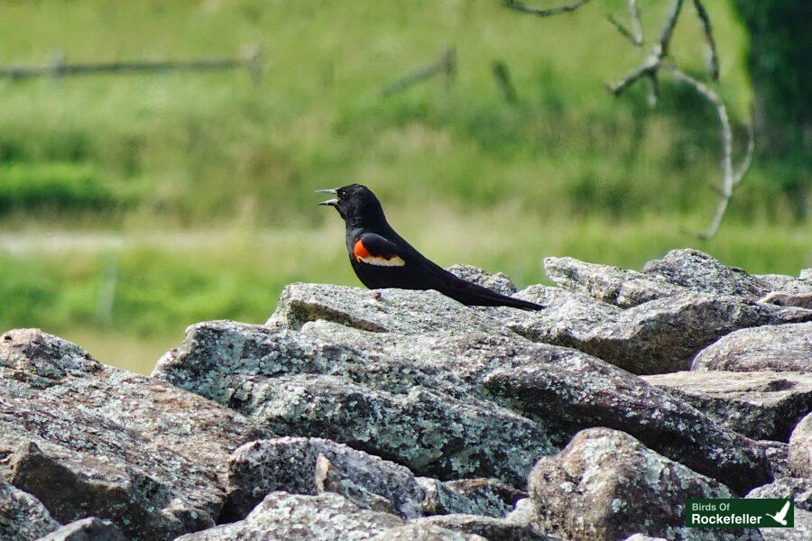 A black bird sits on top of rocks in a field.