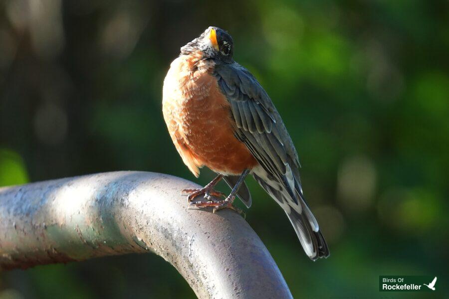 A robin perched on a metal rod.