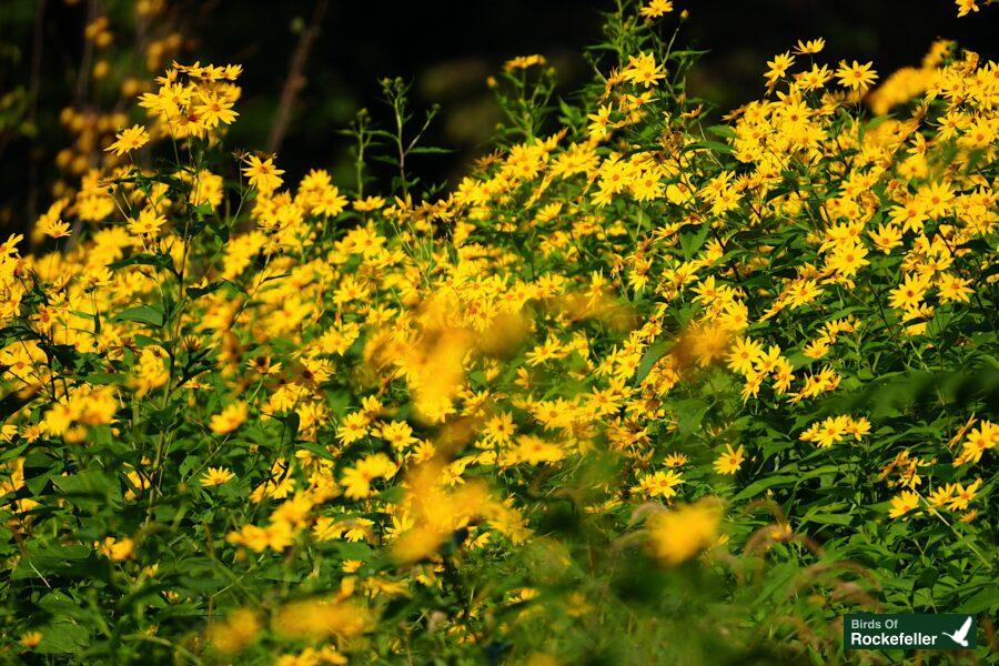 A field of yellow flowers in the sun.