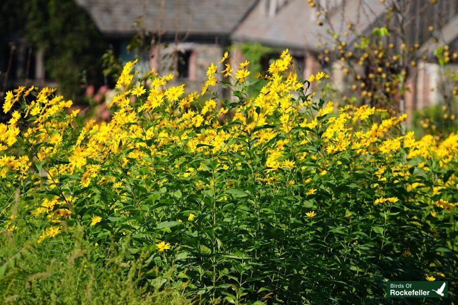 A field of yellow flowers in front of a house.