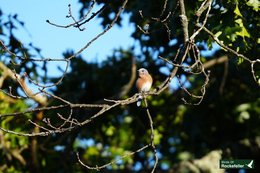 A bird perched on a tree branch.