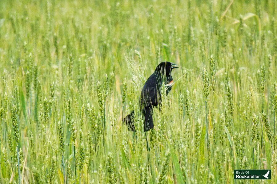 A black bird is standing in a field of wheat.