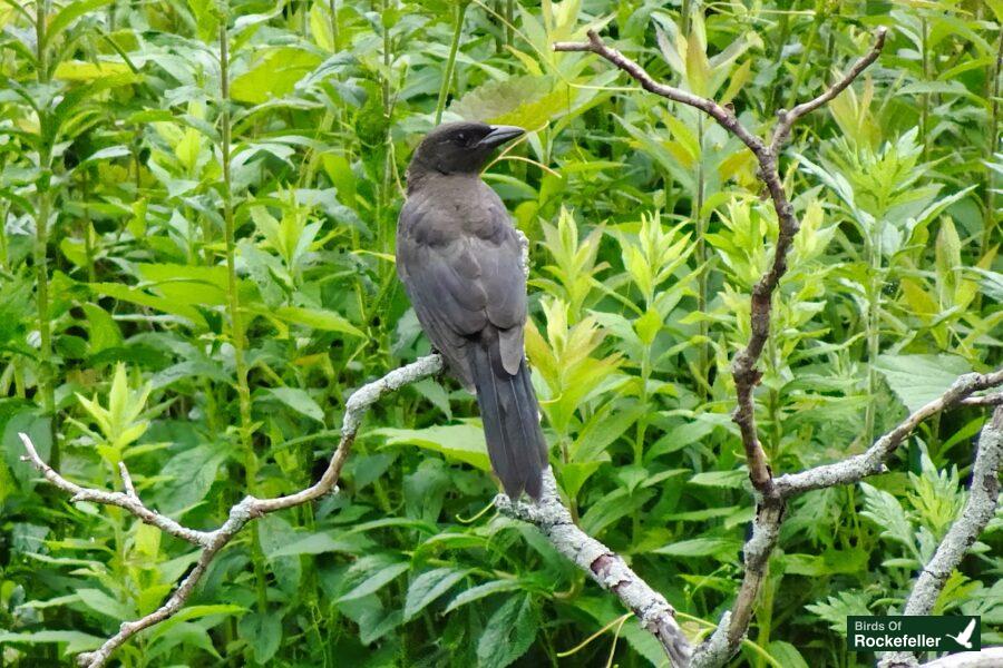 A black bird perched on a branch in a green field.