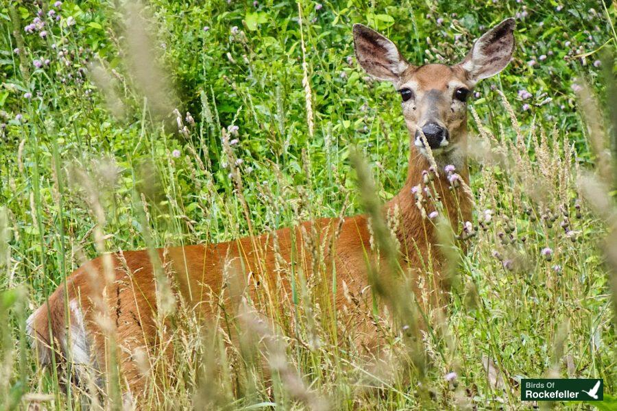 A deer is standing in tall grass.