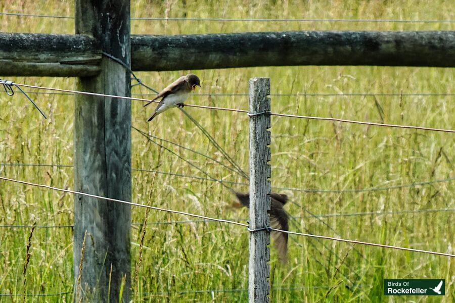 Two birds perched on a wire fence.