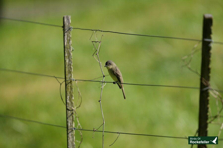 A small bird perched on a wire fence.