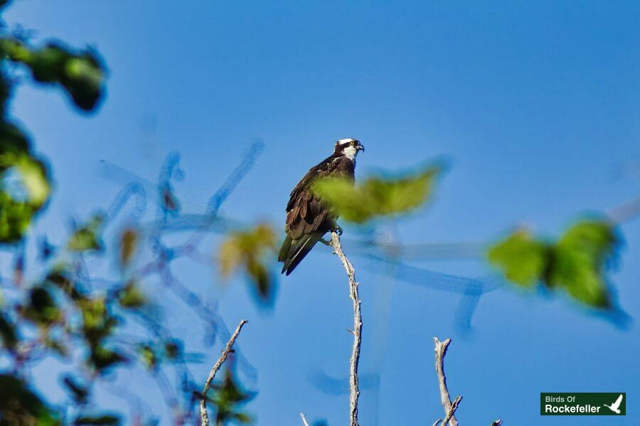 An osprey perched on a tree branch.