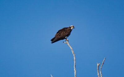 The Osprey – Rockefeller State Park Preserve