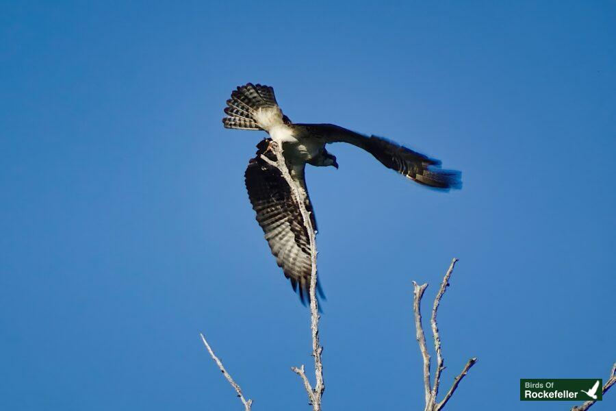 An osprey is flying over a tree branch.