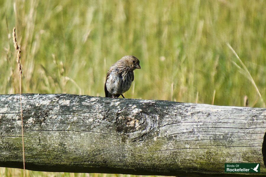 A small bird perched on a log in a grassy field.