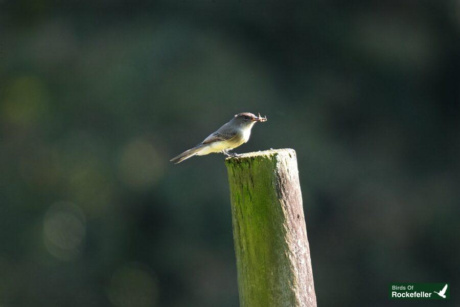 A small bird perched on a wooden post.