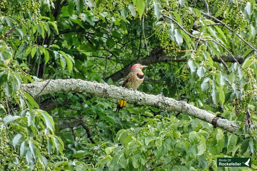 A red and yellow bird perched on a tree branch.