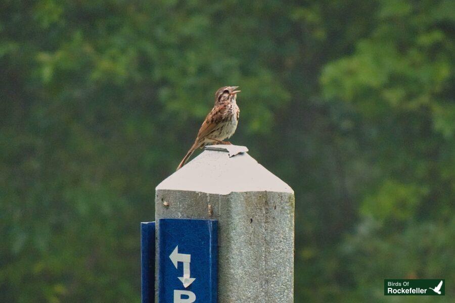 A bird is perched on top of a blue sign.