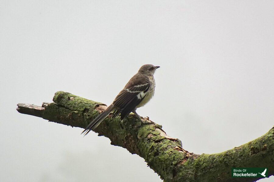 A bird perched on a branch in a foggy area.