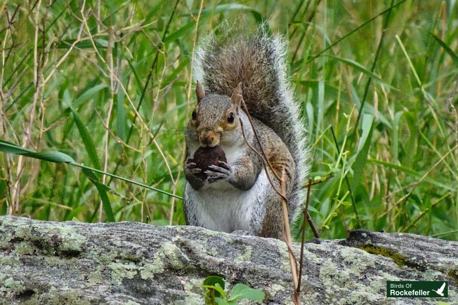 A squirrel is sitting on a rock eating a nut.