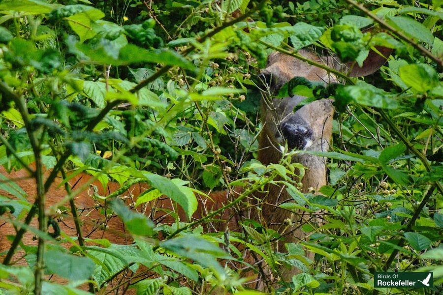 A deer is peeking out from behind some bushes.