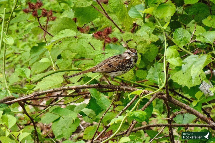 A brown and white bird perched on a branch.