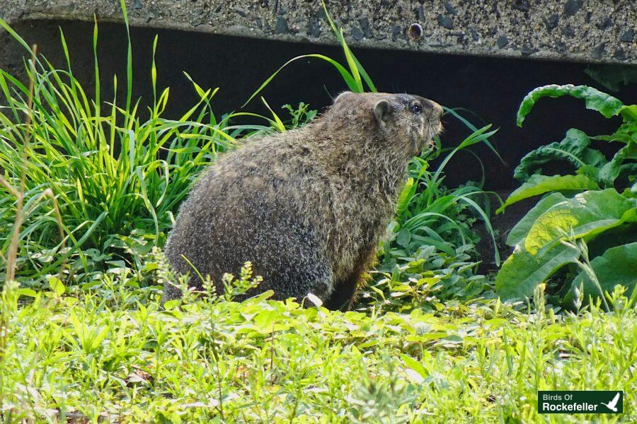 A groundhog is sitting in the grass.