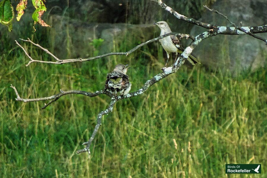 Two birds perched on a branch in a grassy field.