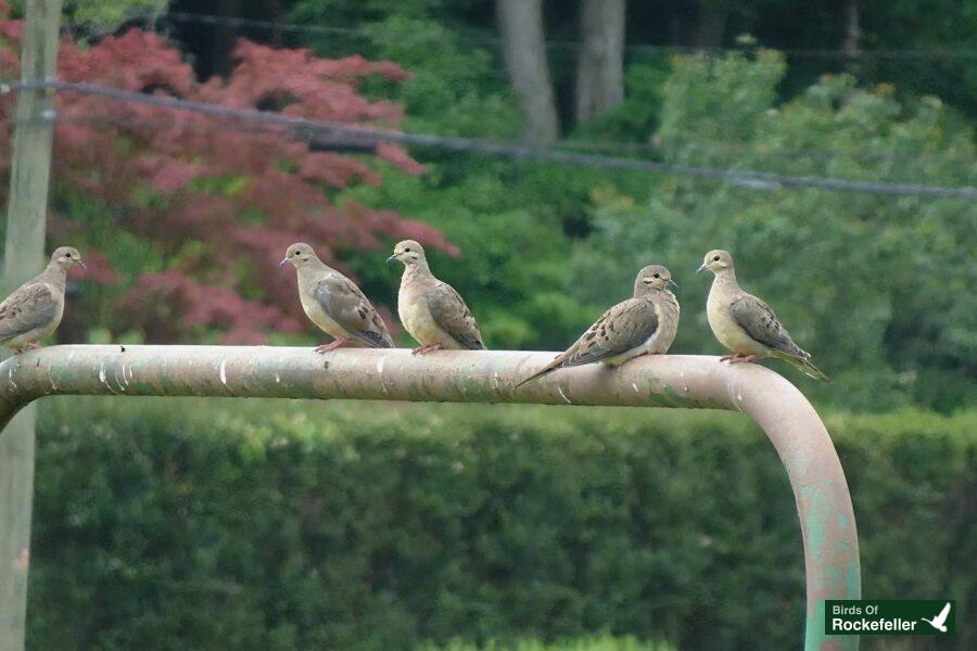 A group of doves perched on a metal railing.