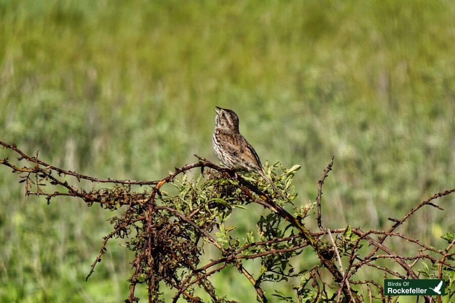 A small bird perched on a branch in a grassy field.